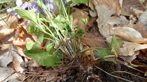 Attēlu rezultāti vaicājumam “Viola reichenbachiana leaf”