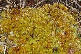 Attēlu rezultāti vaicājumam “Sphagnum compactum”