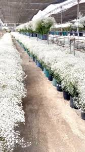 Attēlu rezultāti vaicājumam “Gypsophila paniculata bud”