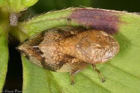 Attēlu rezultāti vaicājumam “Lepyronia coleoptrata”