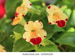Image result for Mimulus x hybrida