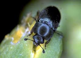 Attēlu rezultāti vaicājumam “Meligethes sp.”