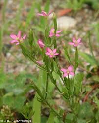 Attēlu rezultāti vaicājumam “Centaurium littorale flower”
