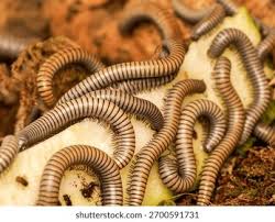 Attēlu rezultāti vaicājumam “Ommatoiulus sabulosus aimatopodus”