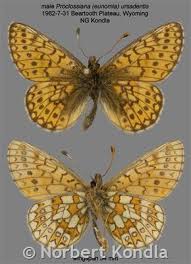 Attēlu rezultāti vaicājumam “Boloria eunomia”