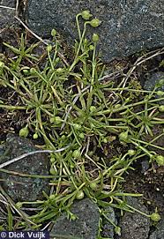Attēlu rezultāti vaicājumam “Sagina procumbens”