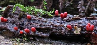 Attēlu rezultāti vaicājumam “Lycogala ustulatum macro”