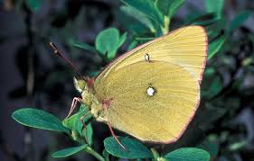 Attēlu rezultāti vaicājumam “Colias palaeno upperside”