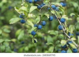 Attēlu rezultāti vaicājumam “Prunus spinosa fruit”