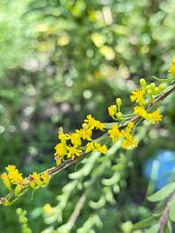 Attēlu rezultāti vaicājumam “Solidago canadensis fruit”