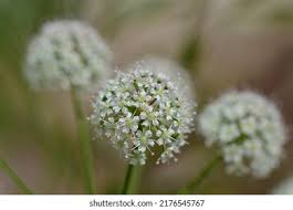 Attēlu rezultāti vaicājumam “Cicuta virosa leaf”