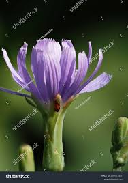 Attēlu rezultāti vaicājumam “Lactuca tatarica flower”