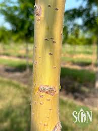 Attēlu rezultāti vaicājumam “Salix alba var. alba”