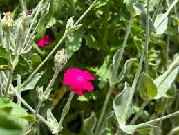 Image result for Lychnis coronaria