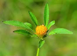 Attēlu rezultāti vaicājumam “Bidens frondosa flower”