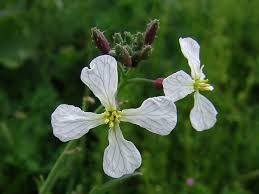 Attēlu rezultāti vaicājumam “Raphanus raphanistrum”