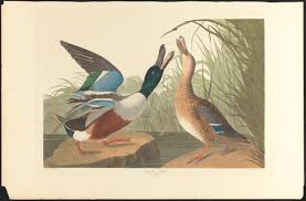 Attēlu rezultāti vaicājumam “Anas clypeata”