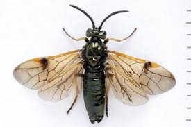 Attēlu rezultāti vaicājumam “Arge ustulata”