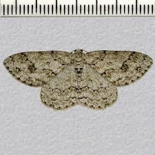 Attēlu rezultāti vaicājumam “Ectropis crepuscularia”