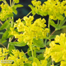 Attēlu rezultāti vaicājumam “Euphorbia palustris leaf”