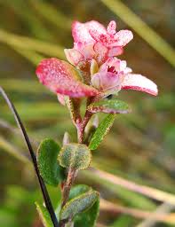 Attēlu rezultāti vaicājumam “xComagaria rosea  flower”