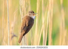 Image result for Acrocephalus arundinaceus