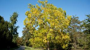 Attēlu rezultāti vaicājumam “Juglans x sinensis”