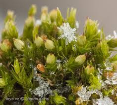 Attēlu rezultāti vaicājumam “Orthotrichum diaphanum”