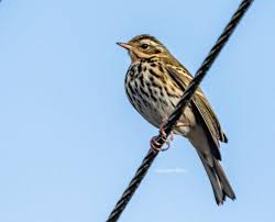 Image result for Anthus hodgsoni