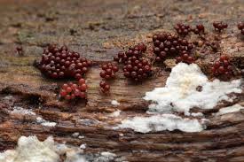 Attēlu rezultāti vaicājumam “Enerthenema papillatum”