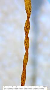 Attēlu rezultāti vaicājumam “Racomitrium heterostichum”