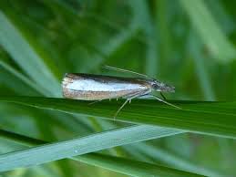 Attēlu rezultāti vaicājumam “Catoptria margaritella”