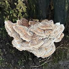 Attēlu rezultāti vaicājumam “Bjerkandera fumosa”