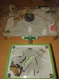 Image result for ytong ants