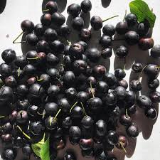 Attēlu rezultāti vaicājumam “Rhamnus cathartica fruit”