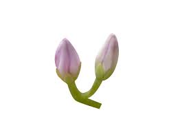 Attēlu rezultāti vaicājumam “Hylotelephium telephium bud”