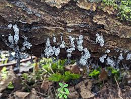 Attēlu rezultāti vaicājumam “Badhamia dubia spores”