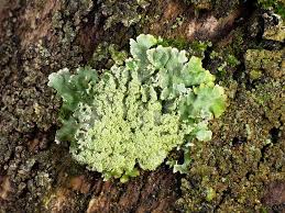 Attēlu rezultāti vaicājumam “Physconia enteroxantha”