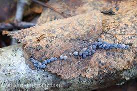 Attēlu rezultāti vaicājumam “Diderma cingulatum”