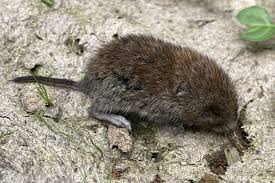 Attēlu rezultāti vaicājumam “Myodes glareolus”