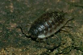 Attēlu rezultāti vaicājumam “Oniscus asellus”