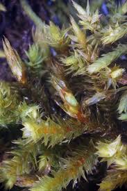 Attēlu rezultāti vaicājumam “Hedwigia ciliata sporophyte”