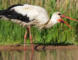 Attēlu rezultāti vaicājumam “Ciconia ciconia”
