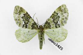 Attēlu rezultāti vaicājumam “Electrophaes corylata”