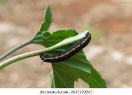 Attēlu rezultāti vaicājumam “Hyles gallii larva”