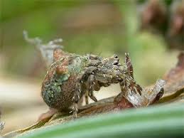 Attēlu rezultāti vaicājumam “Gibbaranea gibbosa”