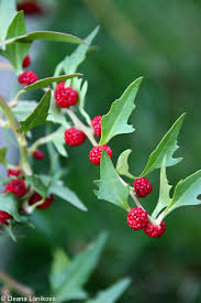 Image result for chenopodium foliosum