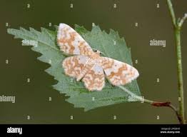 Attēlu rezultāti vaicājumam “Hydrelia flammeolaria”