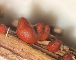 Attēlu rezultāti vaicājumam “Lycogala cf. fossiculatum young”