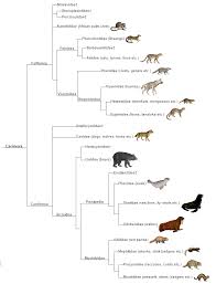 Attēlu rezultāti vaicājumam “Carnivora”
